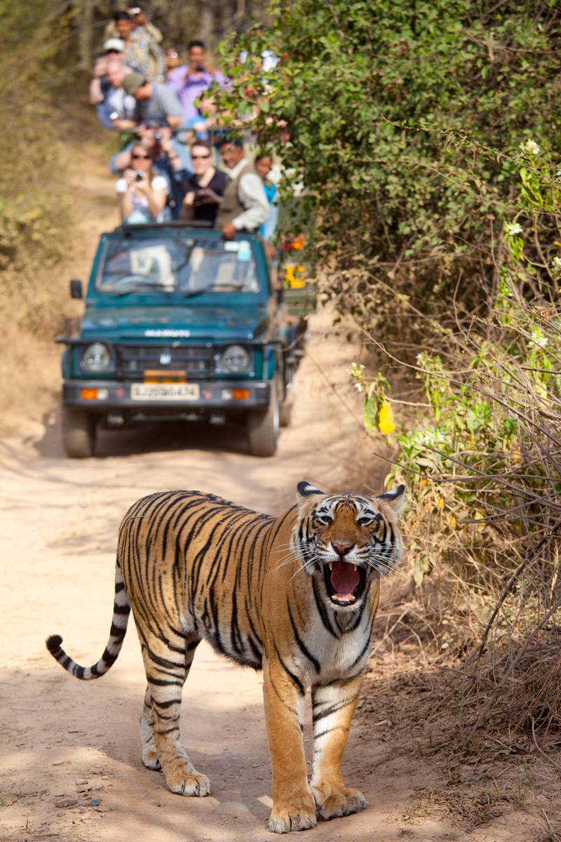 Tourists watch female Bengal tiger, Panthera tigris tigris, in Ranthambore National Park, Rajasthan, India
