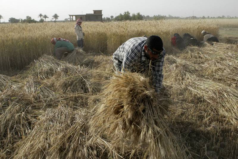Villagers harvest wheat in a field in Albu Efan, south-west of Fallujah. Reuters