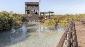 Jubail Mangrove Park: everything you need to know from parking to location 