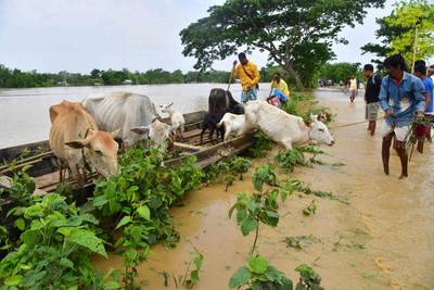 Cattle are led from the severe flooding. AFP