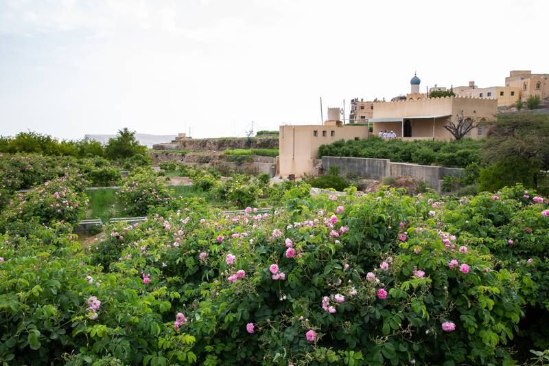 A rose garden in Al Ayn village.