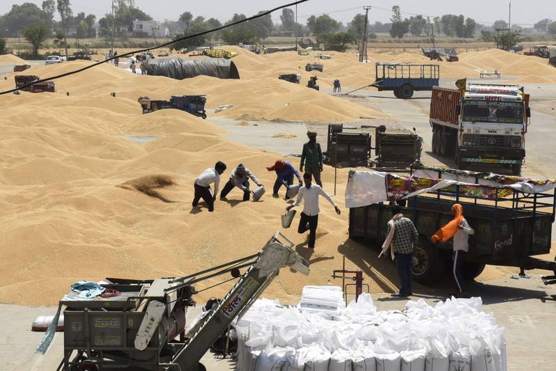 Labourers unload wheat grain from a trailer at a wholesale grain market on the outskirts of Amritsar. India is looking to help plug the gap in global wheat supply. AFP