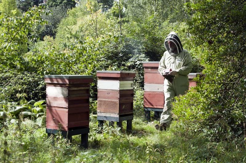The gardens of Buckingham Palace are home to four beehives. Photo: Shutterstock