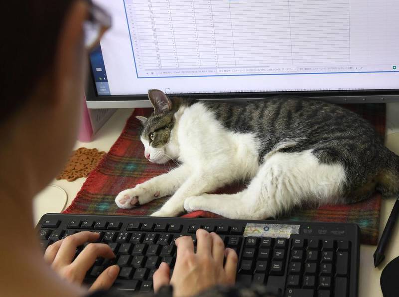 ‘It’s healing,’ says office employee Eri Ito, who is sold on the animal’s soothing ways.