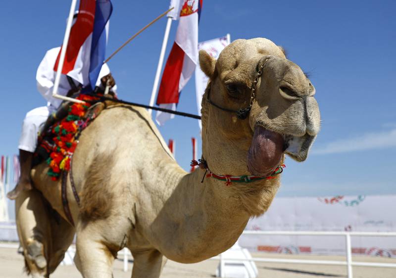 The beauty contest was organised by the Qatar Camel Mzayen Club