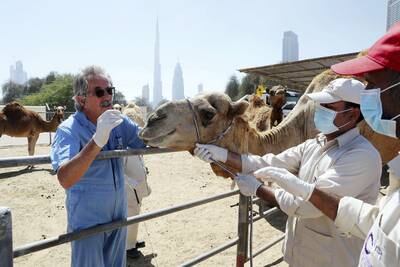 DUBAI , UNITED ARAB EMIRATES , MARCH 15  – 2017 :-  Ulrich Wernery , scientific director of the Central Veterinary Research Laboratory taking samples from camel at the Central Veterinary Research Laboratory in Dubai. ( Pawan Singh / The National ) For News. Story by Daniel Bardsley