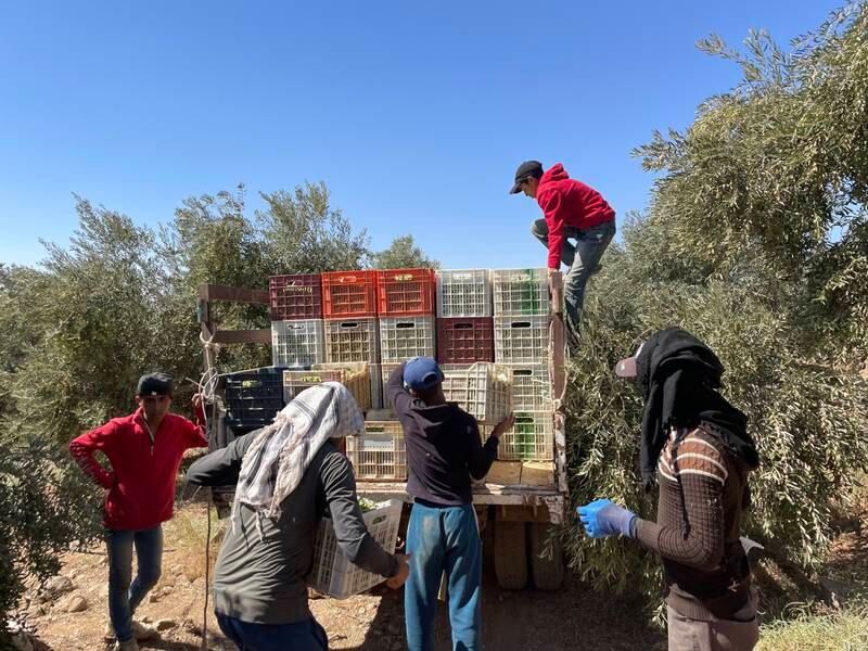 Syrian refugee seasonal workers near Umm Jimal, north-east Jordan. Khaled Yacoub Oweis / The National