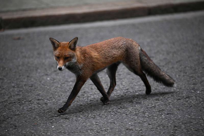 Bird flu has been found in nine mammals in the UK, including foxes. AFP