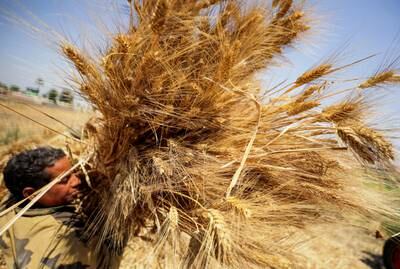 A Egyptian wheat farmer in Al Qalyubia governorate. Egypt is the world's biggest wheat importer and is facing rising food inflation. Reuters