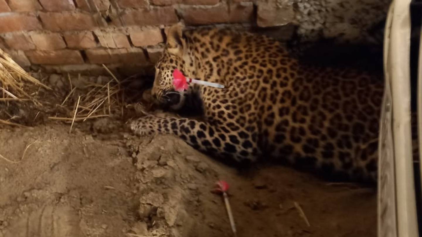 A group of police and forest officials in India fought off a leopard with their bare hands. Photo: Indian Police
