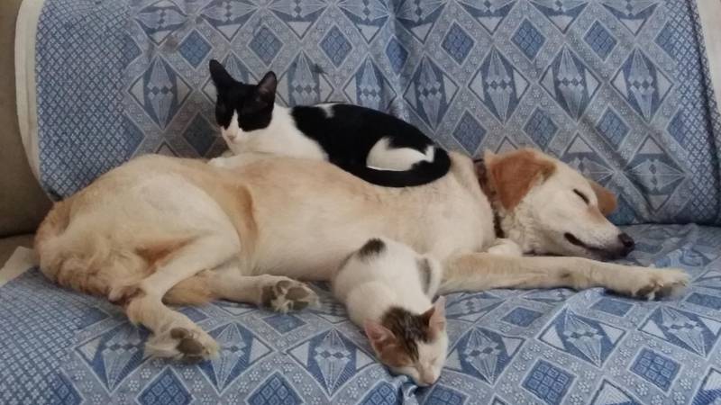 Every space is prime sleeping territory. Here cats sleep on the dog who is presently in the vets, hooked up to drips. 