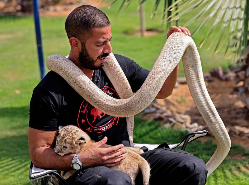 A trainer holds a lion cub in one arm while placing a snake around his neck, at Al Buqaish private zoo in Sharjah. AFP