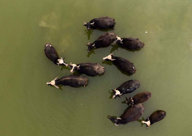 An aerial picture shows cattle in the shallow waters of the Shatt Al-Arab river in the southern Iraqi port city of Basra on March 21, 2022.  - Basra sits on the Shatt Al-Arab waterway formed by the confluence of the Tigris and Euphrates rivers which flow into the Gulf.  Today, the salt water from the sea has taken over and now reaches 300 kilometres upriver.  Waste water produced by Iraq, a country of 38 million people, is also poisoning the Tigris and Euphrates.  (Photo by Hussein FALEH  /  AFP)