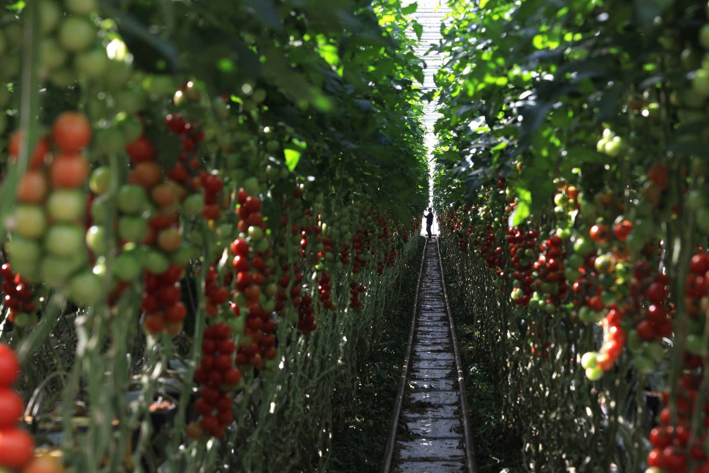 Un travailleur récolte des tomates dans une usine de production sous serre à Wittenberg, en Allemagne.  La hausse des prix de l'électricité et du gaz affectera les cultures cultivées dans des serres chauffées pendant l'hiver.  Bloomberg