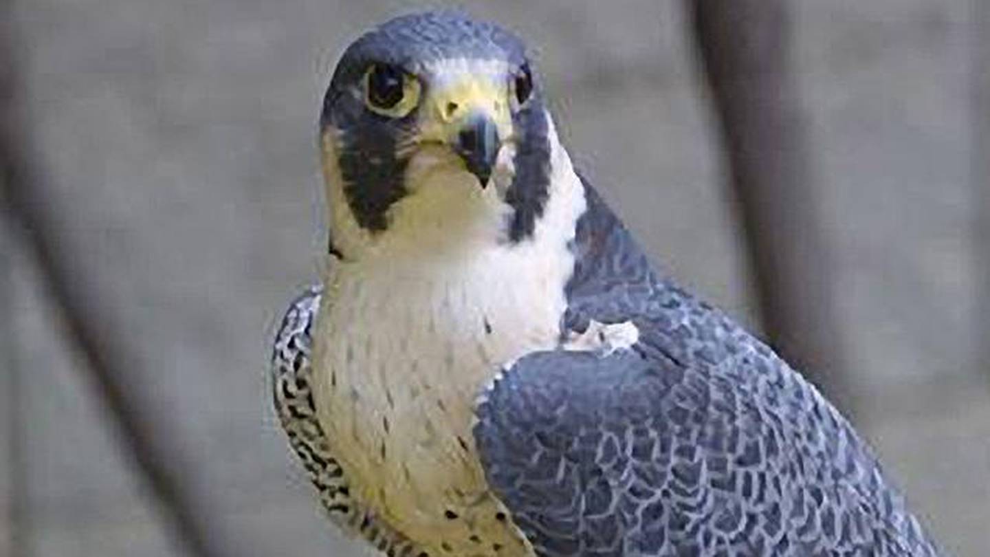 Search for missing Falcon