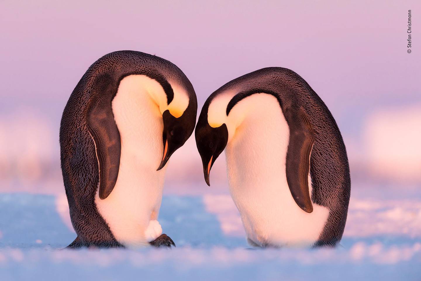 A penguin couple in Atka Bay, Antarctica. Stefan Christmann - Wildlife Photographer of the Year