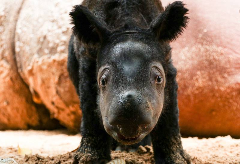 A baby born rhino at the Way Kambas National Park, Lampung province. It was born in the Indonesian sanctuary, bringing hope for the conservation of the rapidly declining species, an official said. AFP