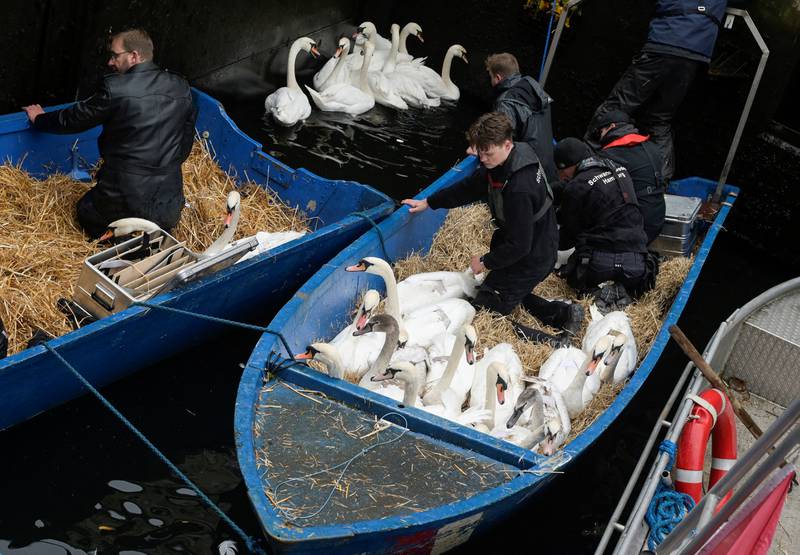 Swans are ferried by boat after being caught at Hamburg's inner city lake Alster by Olaf Niess and his team to bring them to their winter quarters in the northern German city. Reuters