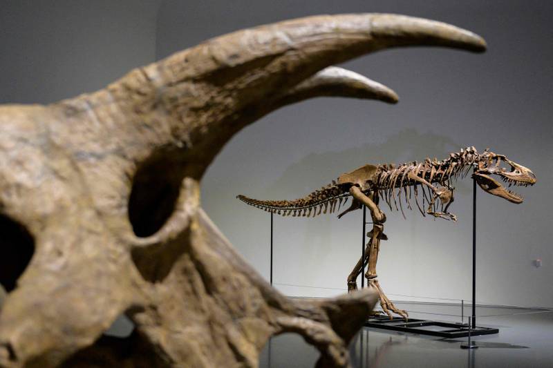 A triceratops skull. AFP 