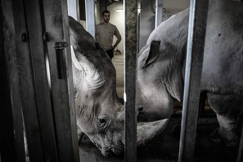 A zookeeper watches rhinoceroses after cleaning their feet at the Vincennes zoological gardens in Paris, France. AFP