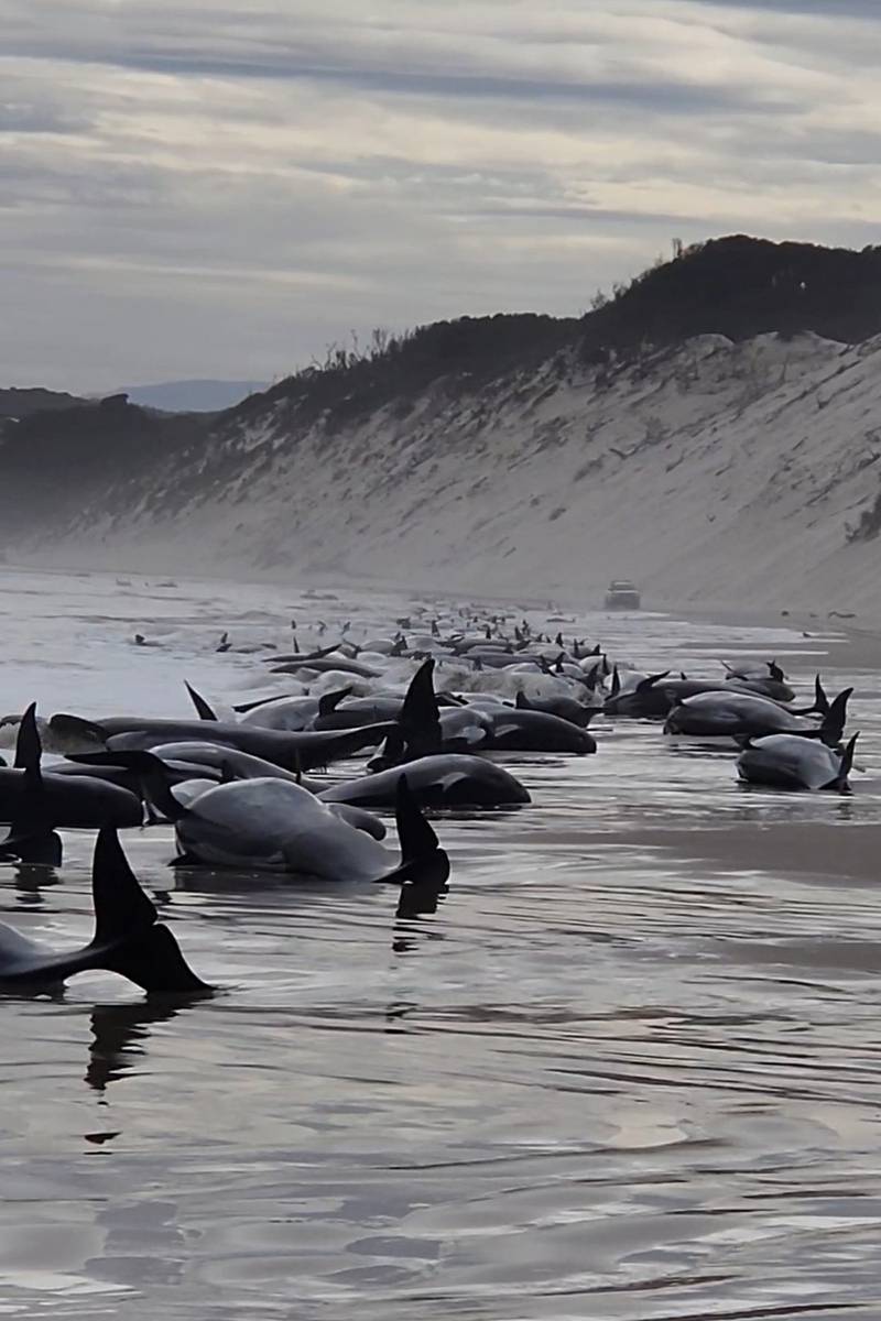 Whales beached along the shoreline in Strahan. Huon Aquaculture via Getty Images