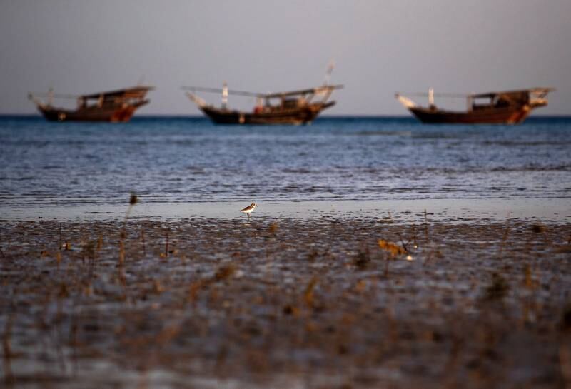The coastline of Al Sila'a, a city 350 kilometres west of Abu Dhabi and 450km west of Dubai, consisting mainly of Emirati town houses. A sand plover is searching for worms during low tide along the Sila'a coastline. Victor Besa / The National