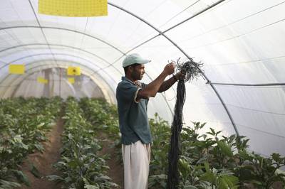A worker ties young cucumber plants at Modern Organic Farm in Al Dhaid, Sharjah. Sarah Dea / The National