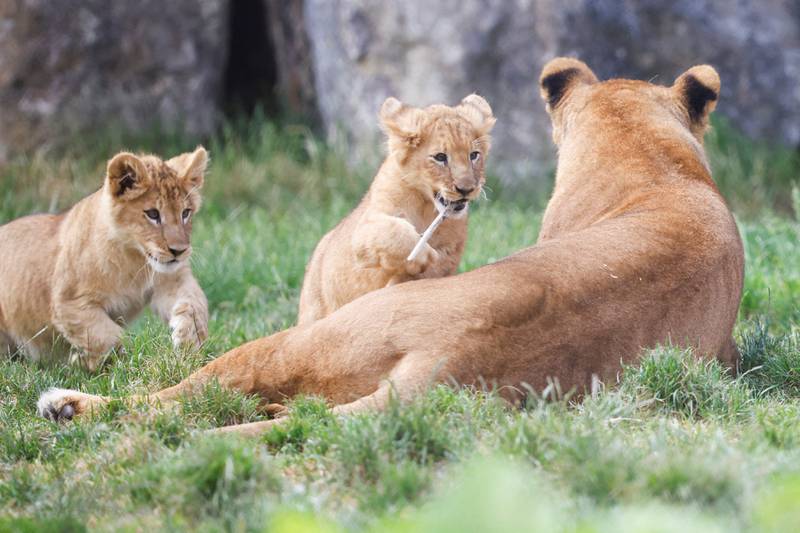 Twin lion cubs Albi and Leo take their first steps outdoors at Pairi Daiza zoo in Brugelette, Belgium. Reuters
