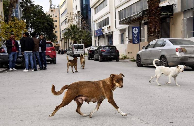 Strays in Tunis. The feral animals are in the crosshairs after the deaths of two schoolchildren, one of them in Algeria, but animal rights groups are calling for more humane solutions than a simple mass cull.
