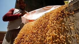 Egypt gets tough with farmers amid soaring wheat prices 