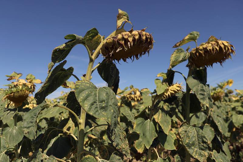 French sunflowers suffering from a lack of water, as Europe wilted under an unusually extreme heatwave last August. AP