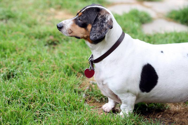 Uncommonly seen white beagle face piebald dachshund.