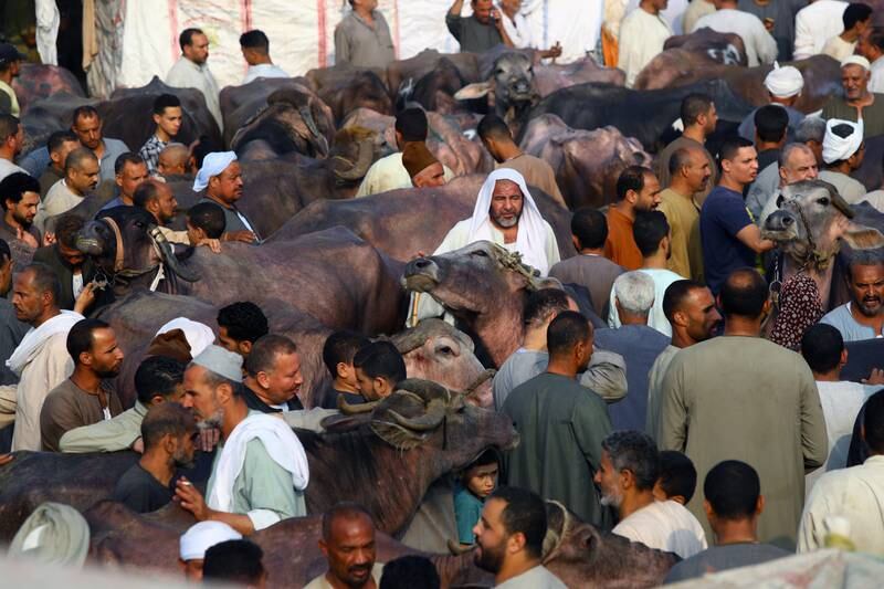 Muslims buy sacrificial animals ahead of Eid Al Adha, at a market in Embama district, Giza, Egypt. Eid Al Adha is one of the holiest Muslim holidays of the year. EPA