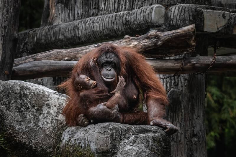 Bornean orangutan. Getty Images