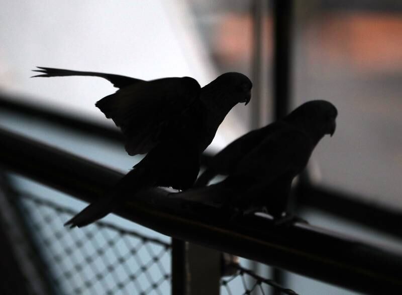 Birds sit on the handrail as the sun goes down.