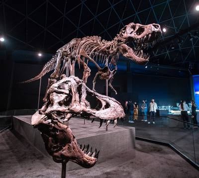 The exhibition space opens up and you are suddenly facing the bone-crushing, flesh-tearing teeth of Stan, the world's most famous T-Rex.