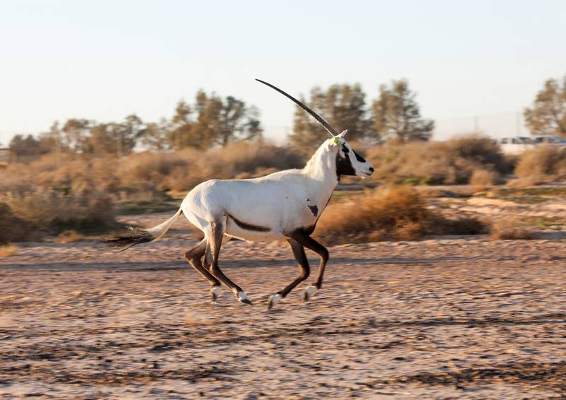 UAE says almost half of all mammals in the country are endangered