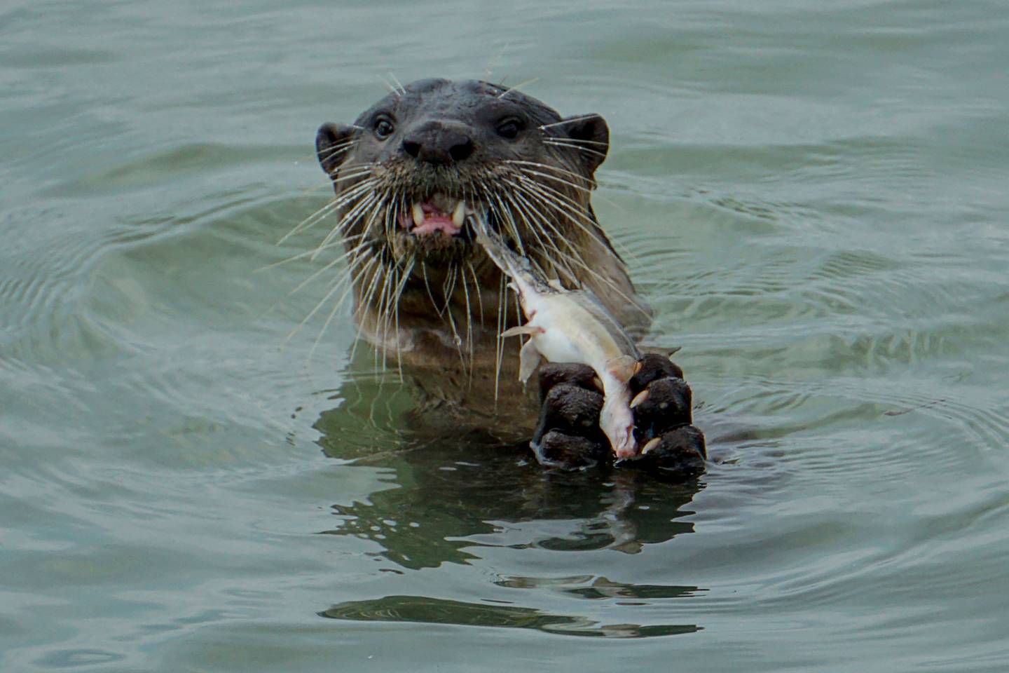 A smooth-coated otter eats a fish at Changi beach in Singapore. The population has swollen in recent years as the city-state has cleaned up polluted rivers. AFP