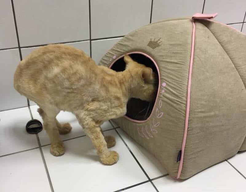 Amy was rescued after being dumped on the streets in Abu Dhabi.