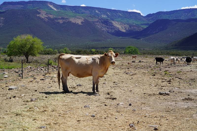 A cow stands on a dry patch of grass on one of the tracts of land Janie VanWinkle and her family use to graze them on.