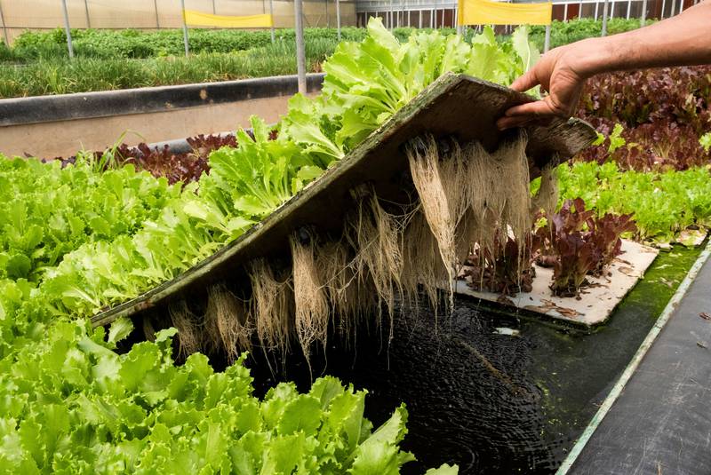 Lettuce grown in a greenhouse that is part of an aquaponics system at the farm