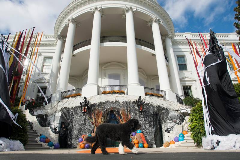 Bo walks past decorations at the South Portico before a Halloween event at the White House in October 2015. EPA