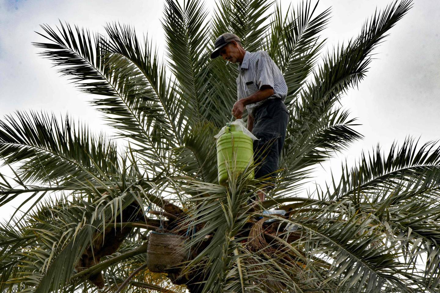 A man picks fruits from a palm tree, to be used for making legmi, a coveted date palm drink, in the southwestern Tunisian town of Gabes on July 18, 2019.  In southern Tunisia residents rush from sunrise to buy legmi, a coveted date palm drink too delicate to be sold far from the oasis.
Favoured particularly during the Muslim holy month of Ramadan for its high sugar content, this drink typical of Saharan oases is primarily consumed from March to October. / AFP / Mourad MJAIED
