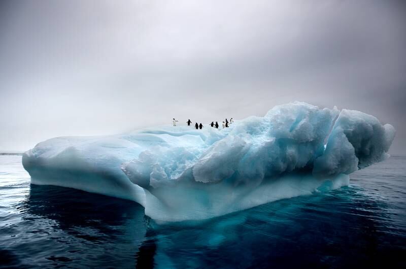 Penguins atop an ice float in Antarctica. Photo: Norman McCloskey