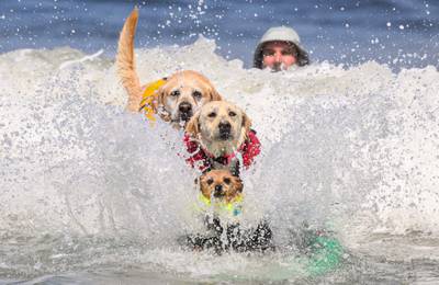 (From front to back) Carson, Rosie and Charlie Surfs Up compete during the World Dog Surfing Championships in Pacifica, California, on August 5, 2023.  The event helps local charities raise money by sponsoring a contestant or a team, with a portion of the proceeds going to dog, environmental, and surfing nonprofit organizations.  (Photo by JOSH EDELSON  /  AFP)