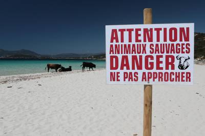 A sign reads "Attention, wild animals, danger, stay away" near cows on the Mare e Sol beach in Coti-Chiavari, on the French Mediterranean island of Corsica, on May 17, 2017. - A herd of some thirty wild cattle take up their summer residence on stretch of beach each year. (Photo by PASCAL POCHARD-CASABIANCA / AFP)