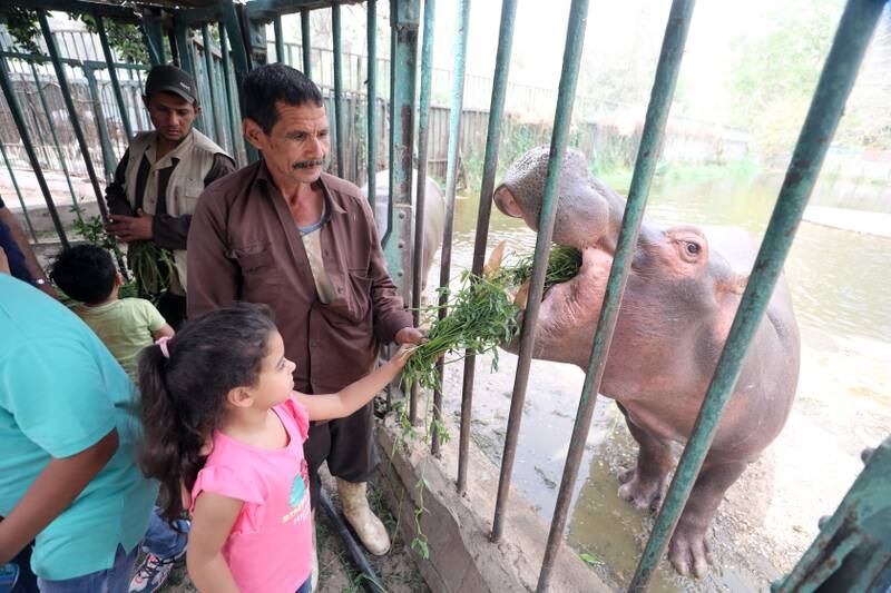 Children feed a hippopotamus. EPA 