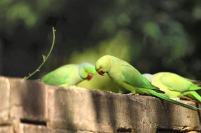 There are many theories about how parakeets, which are primarily found in south India, made it to the British capital. Unsplash