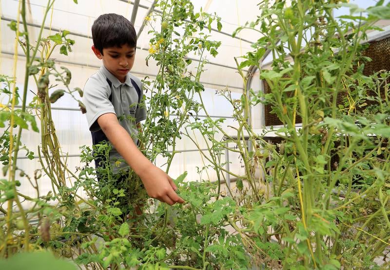Zakariyah, 9, helps tend to plants in the hydroponic garden.