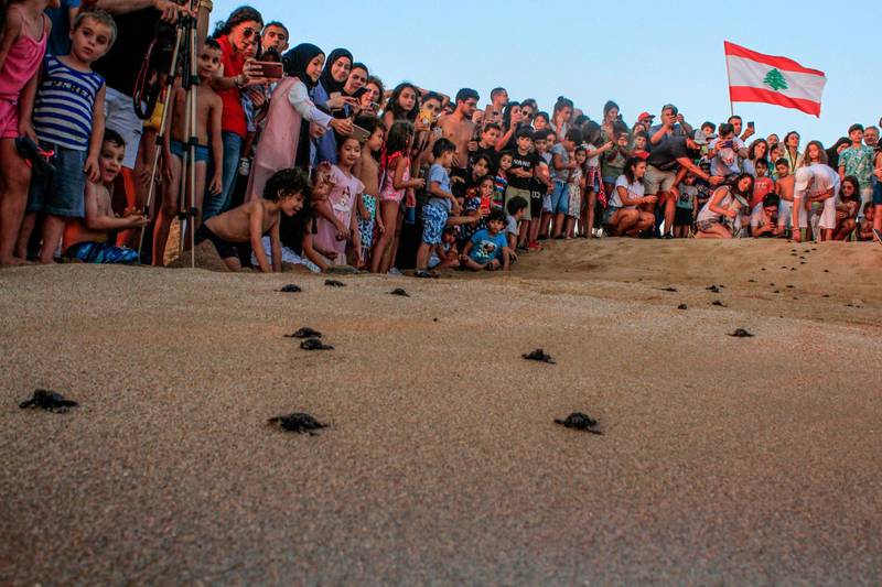 Lebanese beachgoers watch turtles hatch at Al Mansouri beach near Lebanon's southern city of Tyre. AFP